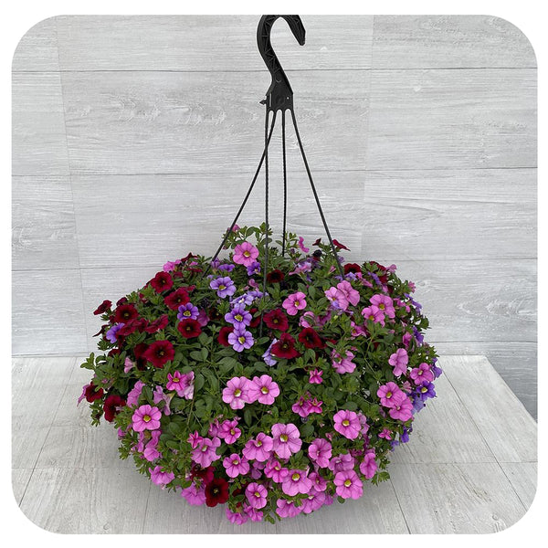 Hanging Basket Sun Calibrachoa Pink and Light Blue Davenport Garden Centre