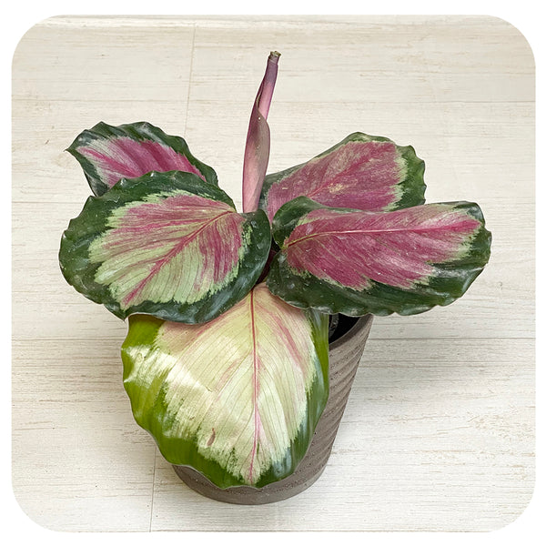Calathea 'Coronar' - Davenport Garden Centre