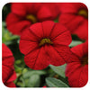 Calibrachoa (Mini-Petunia/ Million Bells)