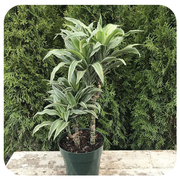 dracaena white bird cane 6” Dracaena White Jewel Cane