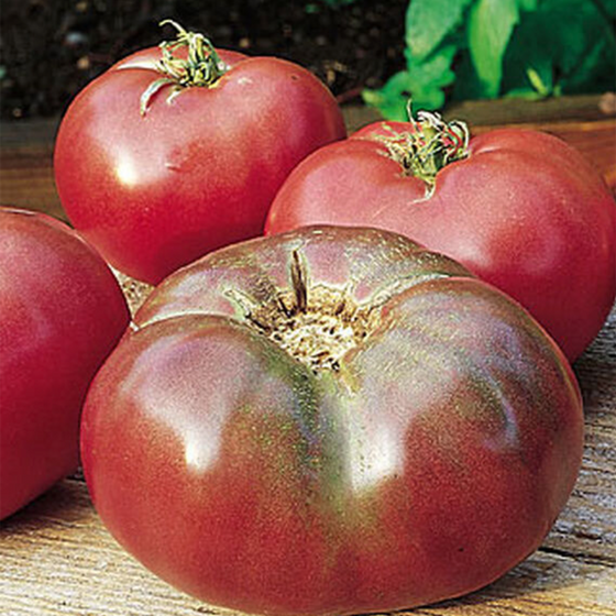 Cherokee Purple Tomato (Heirloom)
