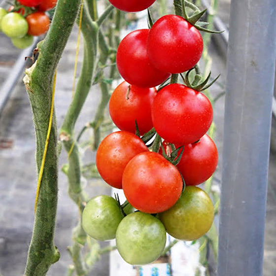 Red Cherry Tomato (Non-Organic)