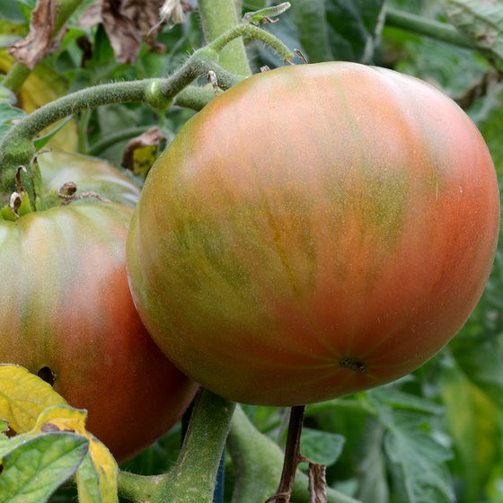 Cosmonaut Volkov tomato (Vicki's Veggies Heirloom Organic)
