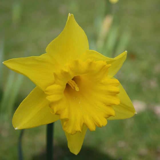 Daffodil / Narcissus 'Dutch Master'