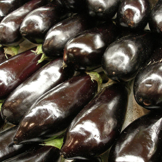 Eggplant "Black Beauty" (Vicki's Veggies Organic)