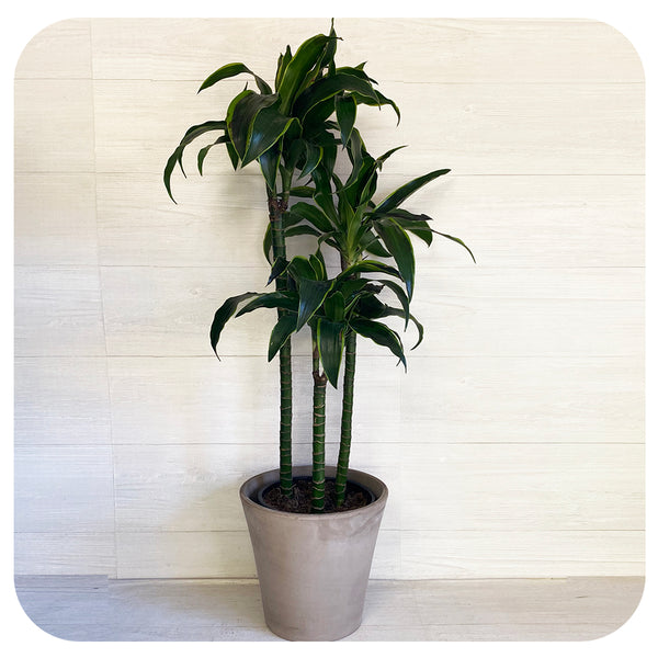 dracaena dorado pruning Dracaena Dorado Cane