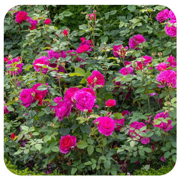 Gabriel Oak Rose by David Austin (Climbing Rose) - Davenport
