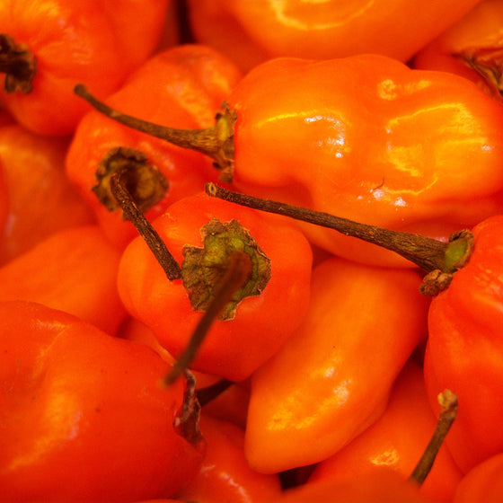 Habanero Pepper - Burning Bush