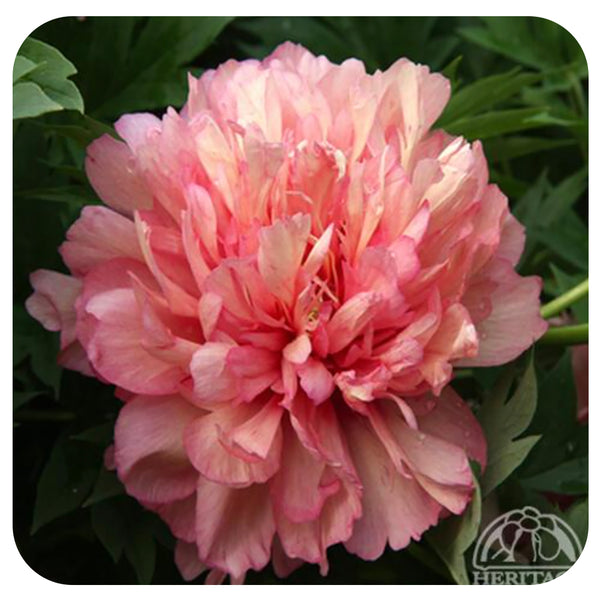 Itoh Peony 'Hillary' - Davenport Garden Centre