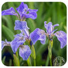Dwarf Arctic Iris ( Iris setosa var. arctica)