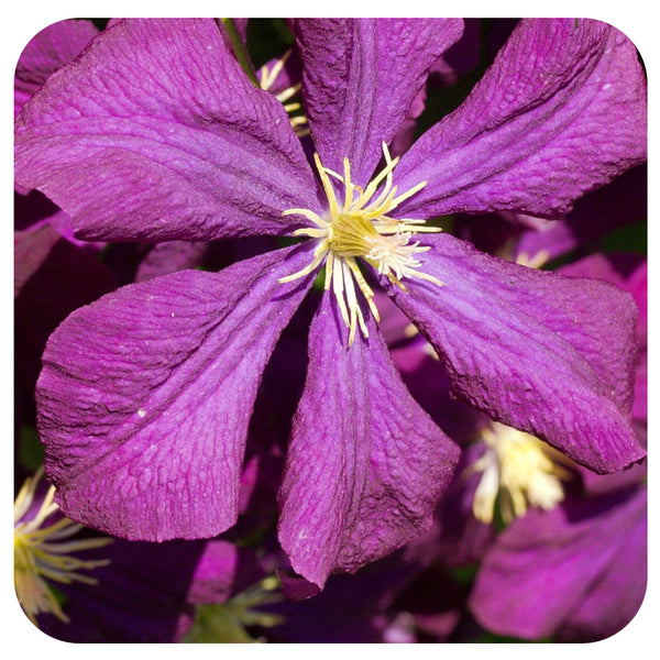 Clematis x jackmanii 'Superba' - Davenport Garden Centre