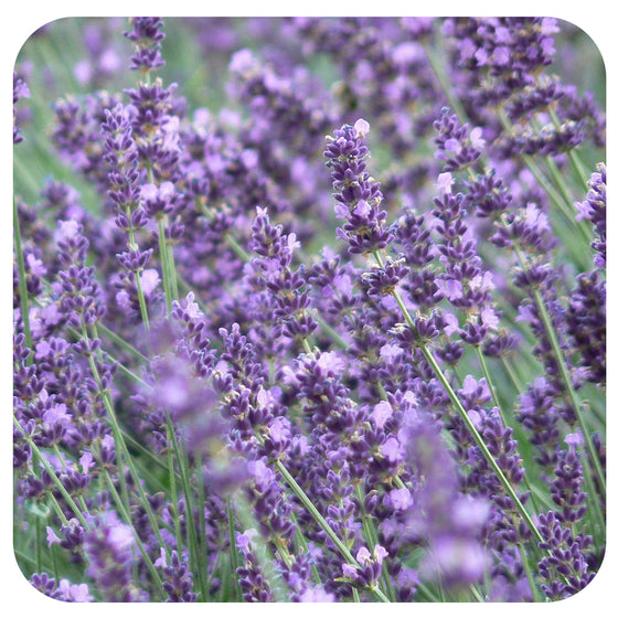 English Lavender Ellagance Purple (Organic)