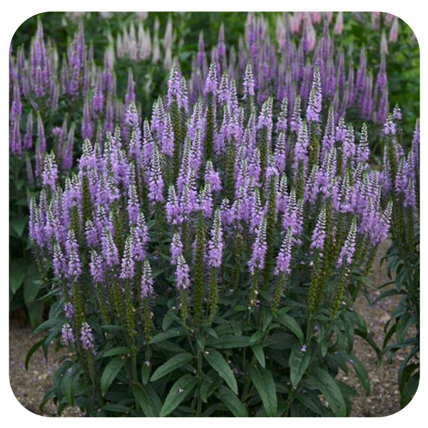 Veronica Lavender Lightsaber ( Veronica Allionii) - Davenport Garden Centre