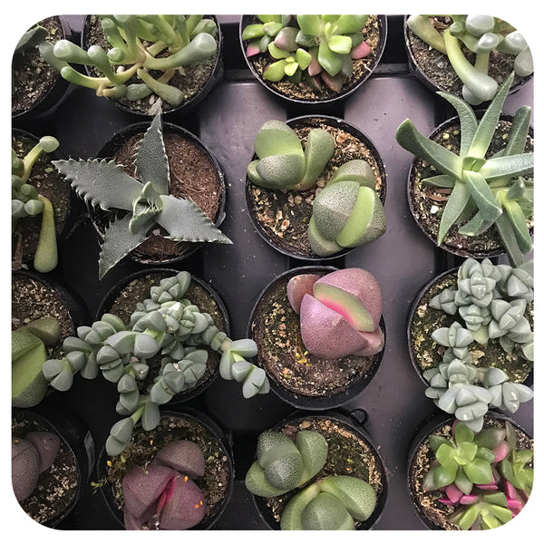 mimicry succulent types Mimicry - Assorted 2.5" (CA)