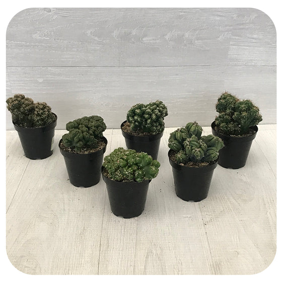 Monster Cactus - Assorted 4"