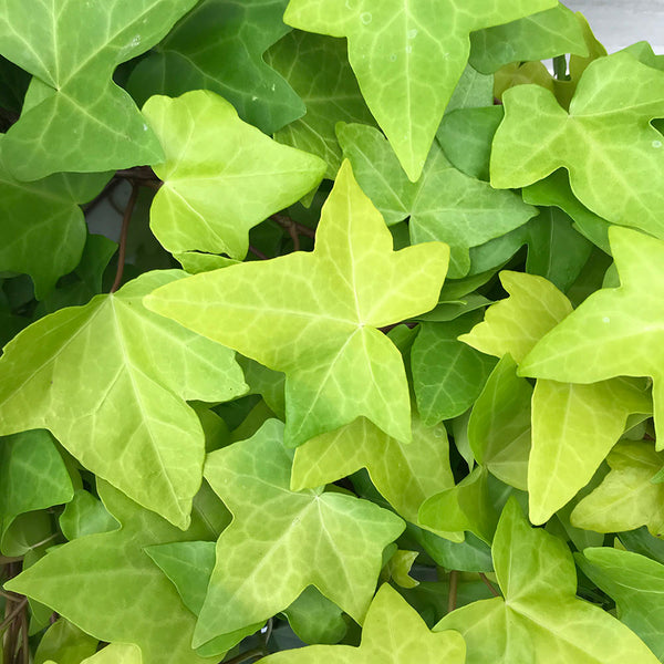 Ivy Neon Spanish Canary / Montgomery/ Algerian