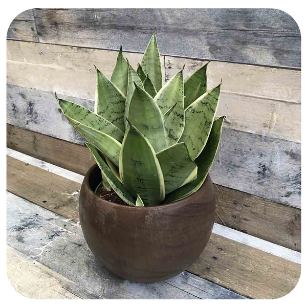 night owl snake plant care Snake Plant 'Night Owl' (Sansevieria)