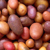 Organic Seed Potatoes Combo Sack