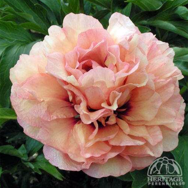 Symphonic Rhapsody Peony 交響狂詩篇 冬牡丹 Symphonic Rhapsody 