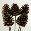 Pinecone on Stem - Natural
