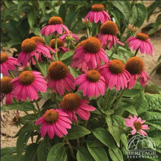 Echinacea purpurea ‘Powwow Wild Berry’