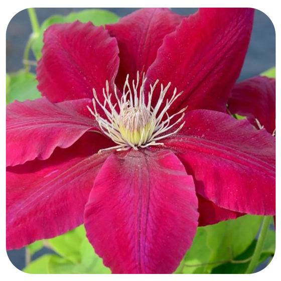 Clematis 'Rebecca' by Raymond Evison
