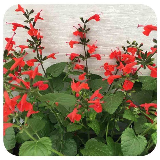Red Salvia (annual variety)