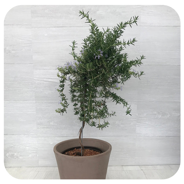 Rosemary Topiary - Davenport Garden Centre