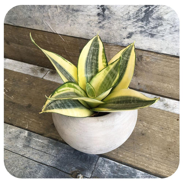 sansevieria hahlii Mini Snake Plant Hahnii Light Green with Yellow Edge (Sansevieria)