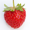 Strawberry Everbearing (Multi-plant)