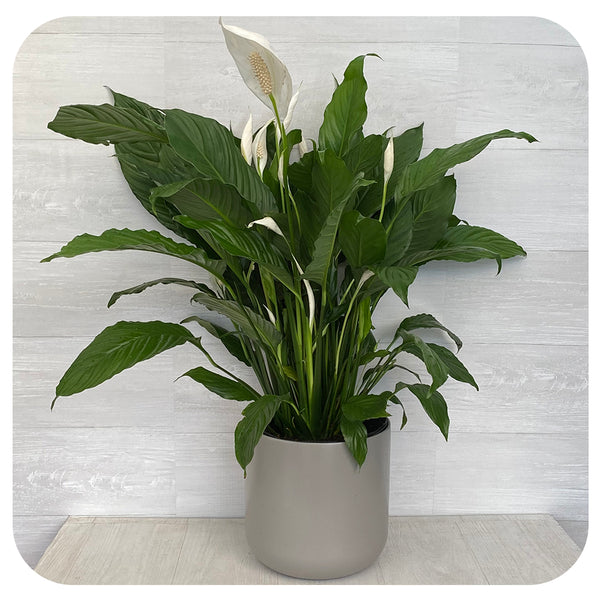 peace lily pablo Peace Lily 'Sweet Pablo'