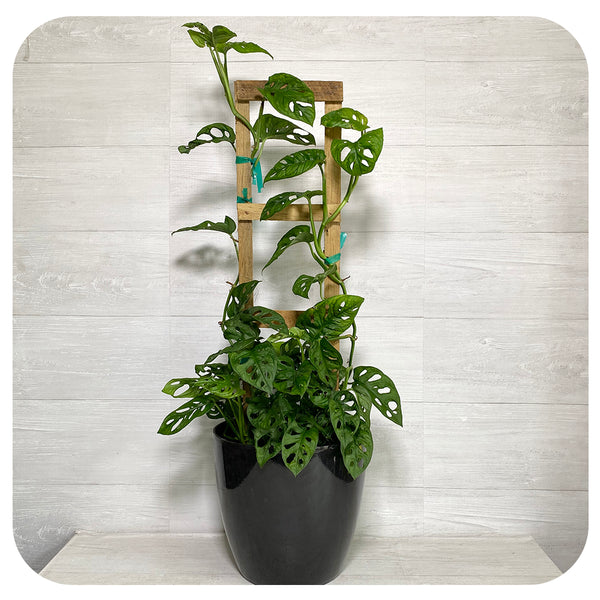 swiss cheese plant totem Monstera Adansoniii 'Swiss Cheese' Totem/ Trellis