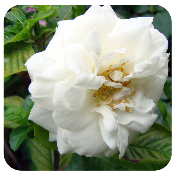 White Dawn Climbing Rose By Weeks Roses Davenport Garden Centre