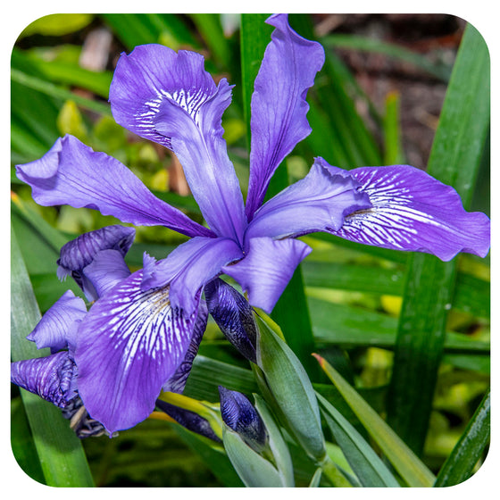 Blue Flag Iris / Wild Iris (Iris versicolor) NATIVE PERENNIAL