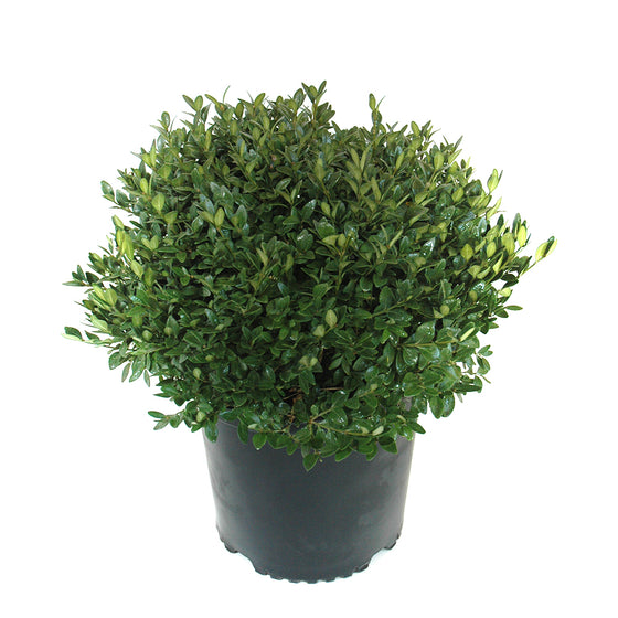 Boxwood Green Velvet (Buxus Green Velvet)