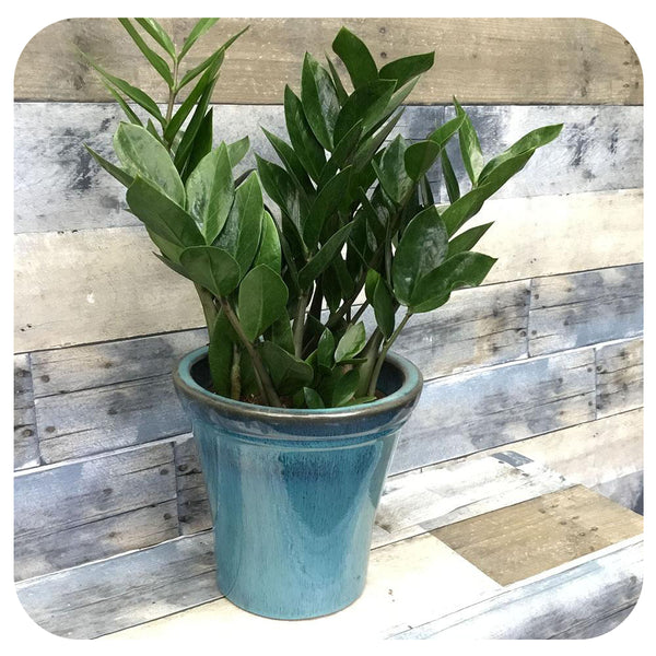 buy zz plant toronto ZZ plant (Zamioculcas Zamiifolia)