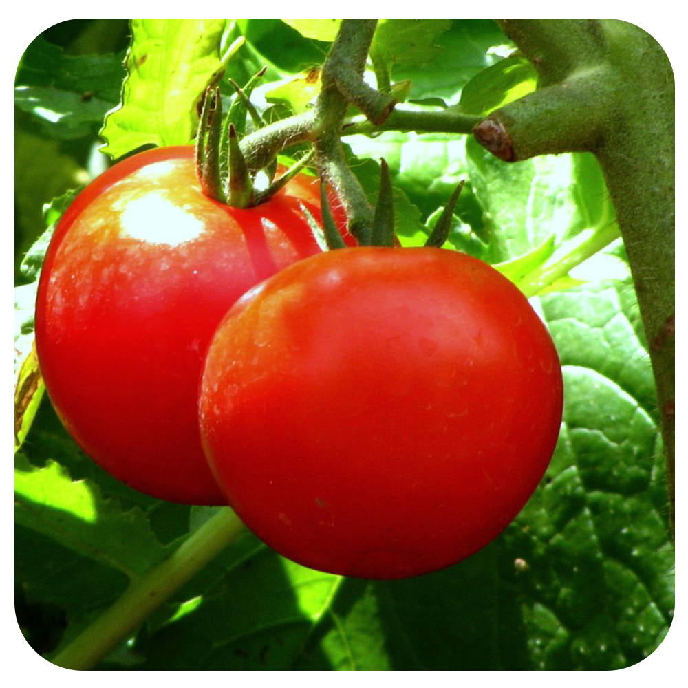 Vegetables | Tomatoes | Fruits