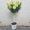 Hardy hydrangea 'Limelight' (Hydrangea paniculata 'Limelight")