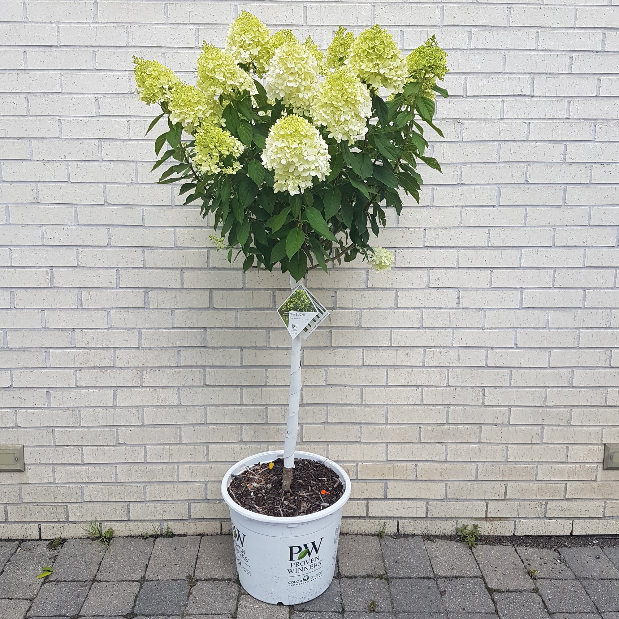'Limelight PRIME' Hydrangea.  (Hydrangea paniculata)