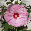 Hibiscus 'Summerific 'Spinderella' by Proven Winners
