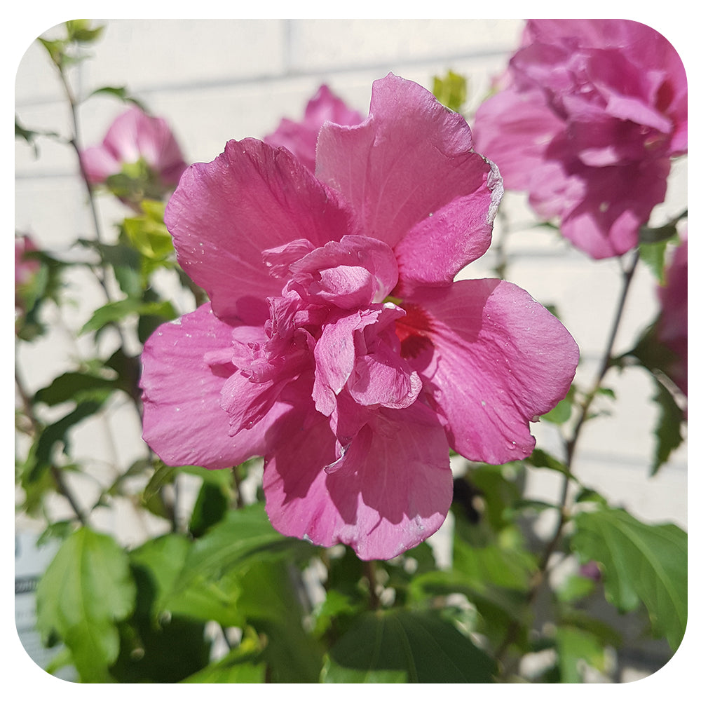 Hibiscus 'Collie Mullens'