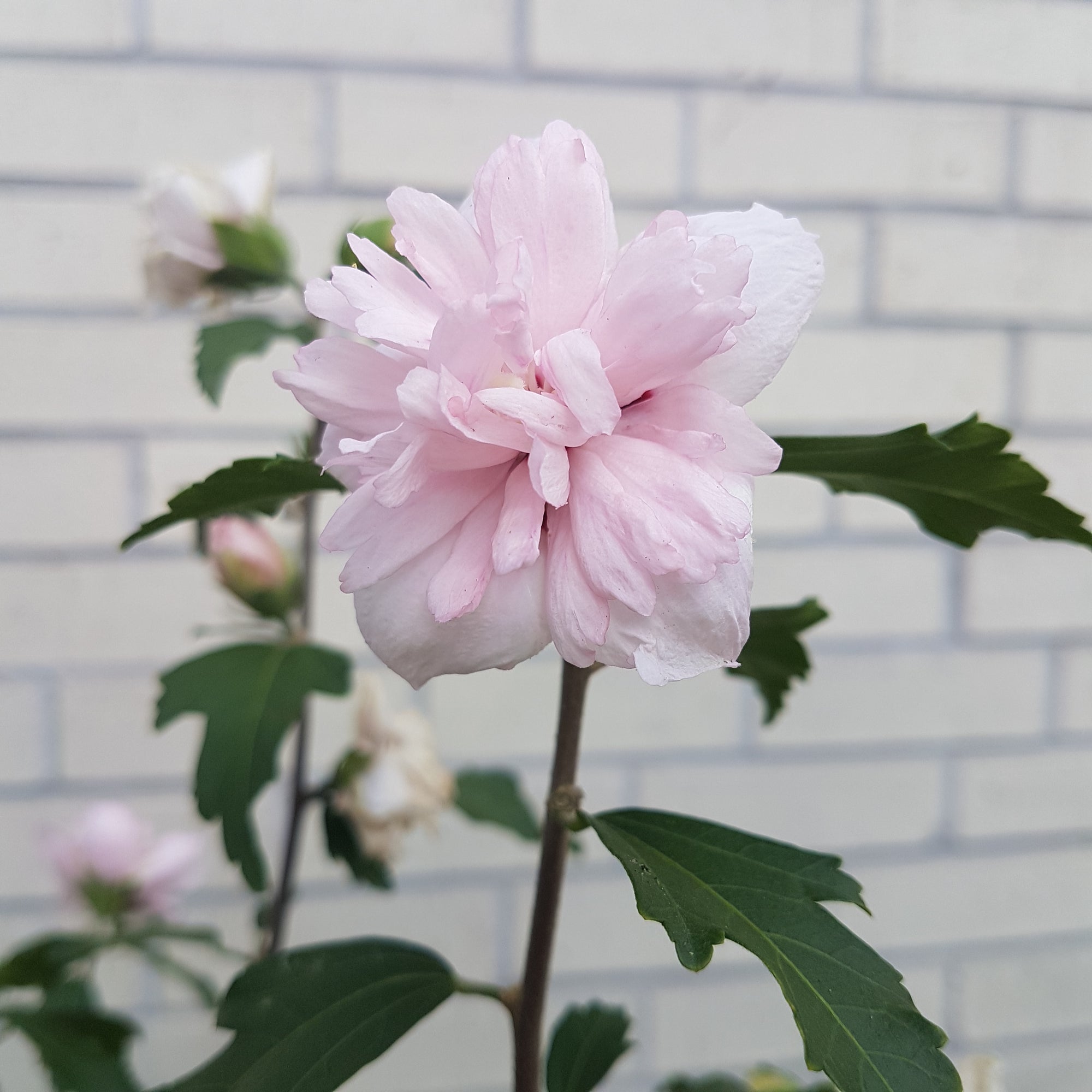 Rose of Sharon 'Blushing Bride'