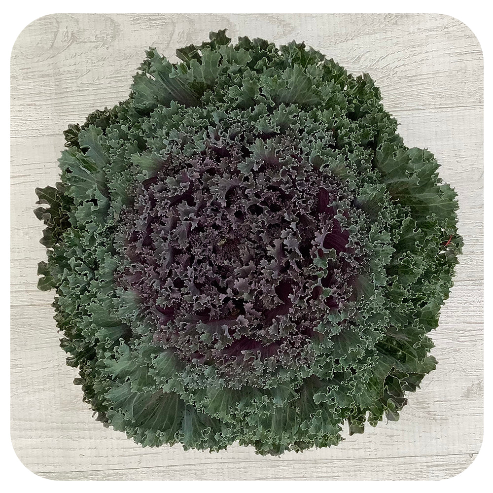 Ornamental Kale (Brassica Oleracea)