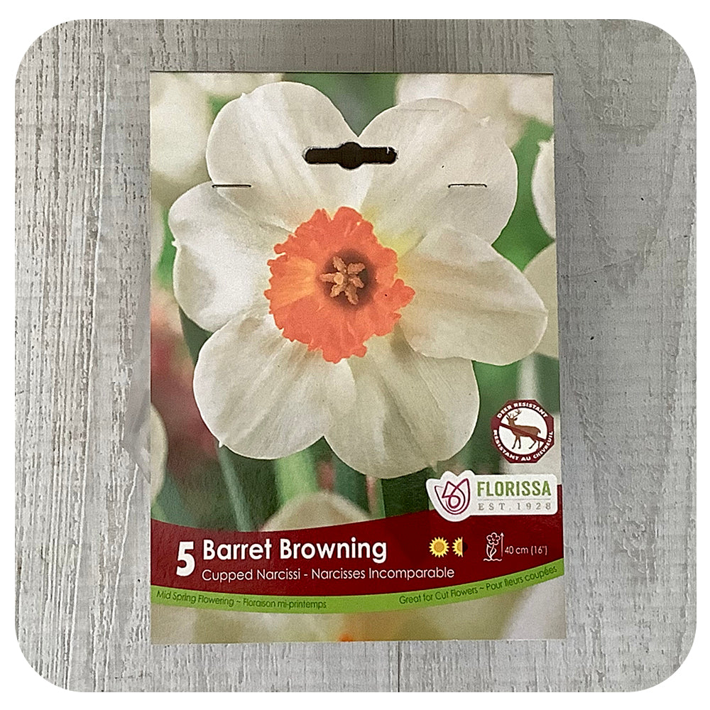 Daffodil 'Barret Browning' (Narcissus)