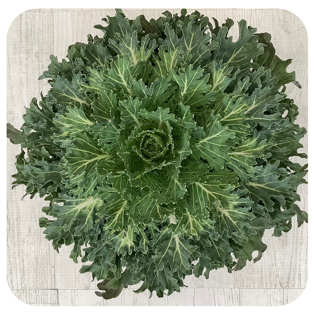 Ornamental Kale (Brassica Oleracea)