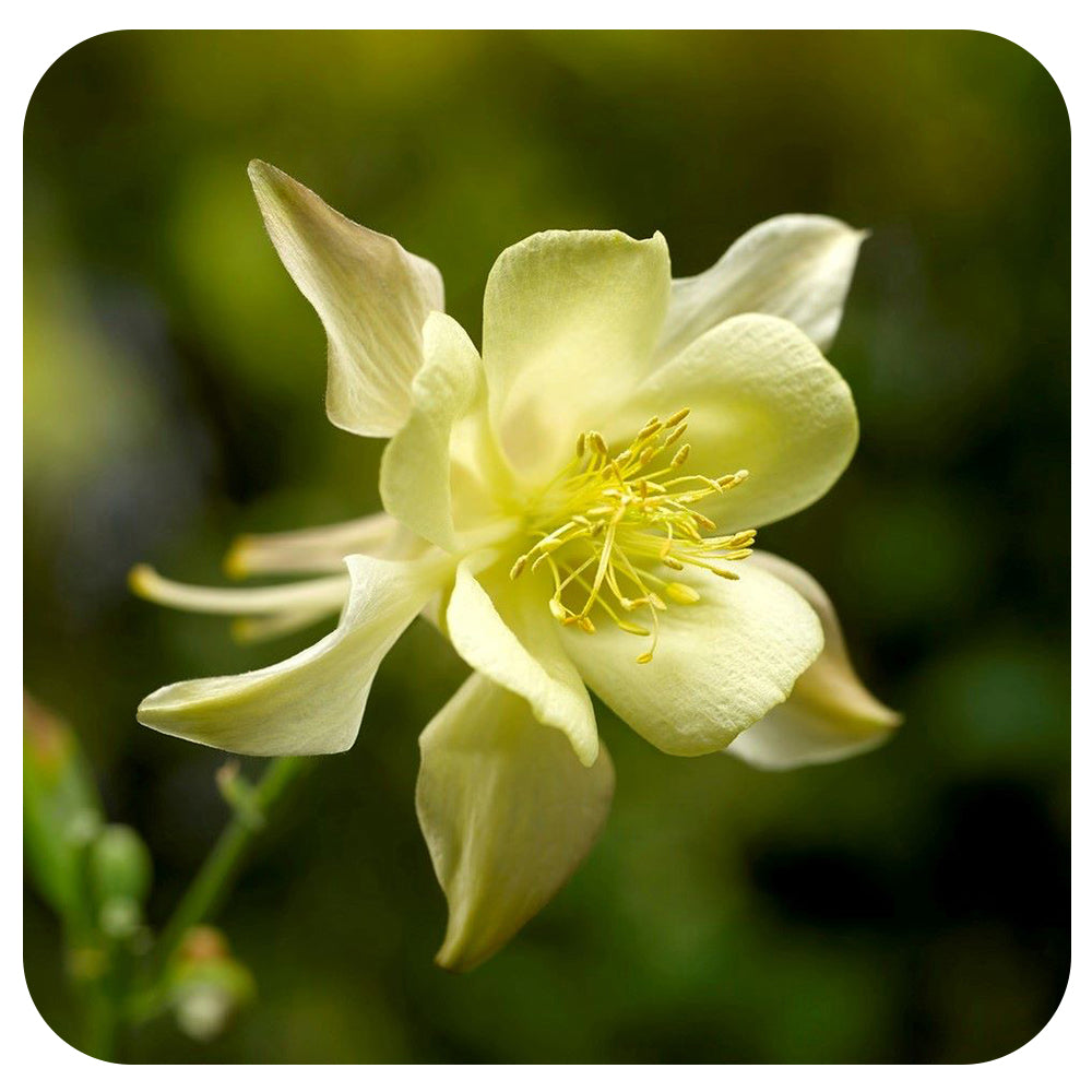 Columbine - Aquilegia Kirigami Yellow