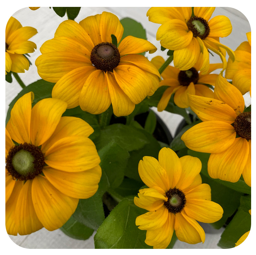 Rudbeckia Sunbeckia (Annual)