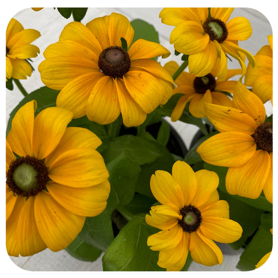 Rudbeckia Sunbeckia (Annual)