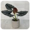 Silver Dragon African Mask (Alocasia 'Silver Dragon')