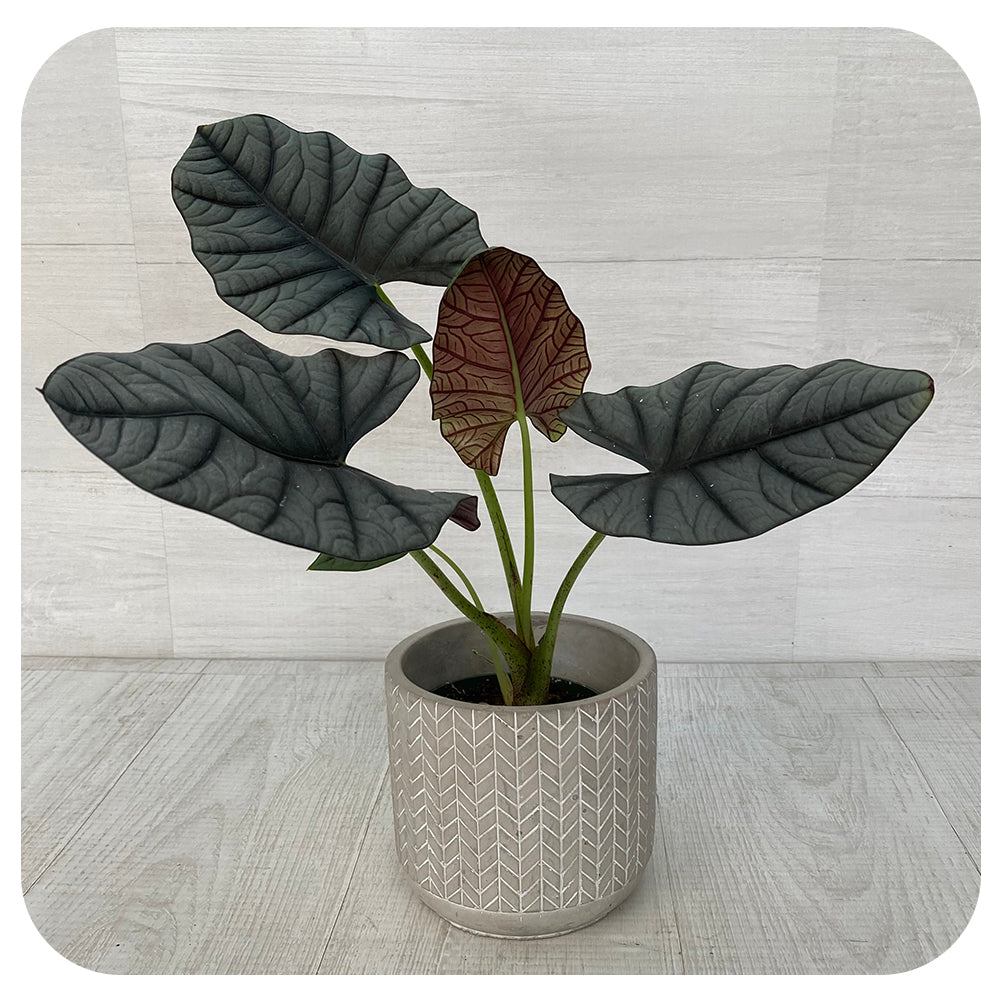 Silver Dragon African Mask (Alocasia 'Silver Dragon')